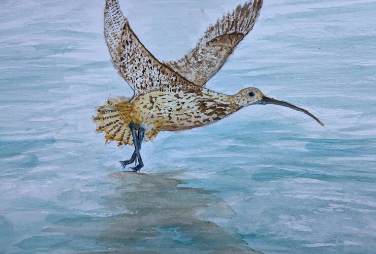 Curlew 