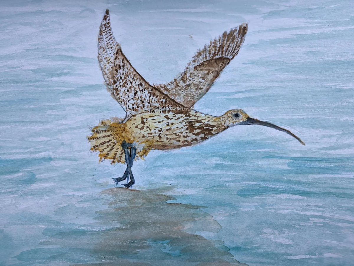 Curlew 