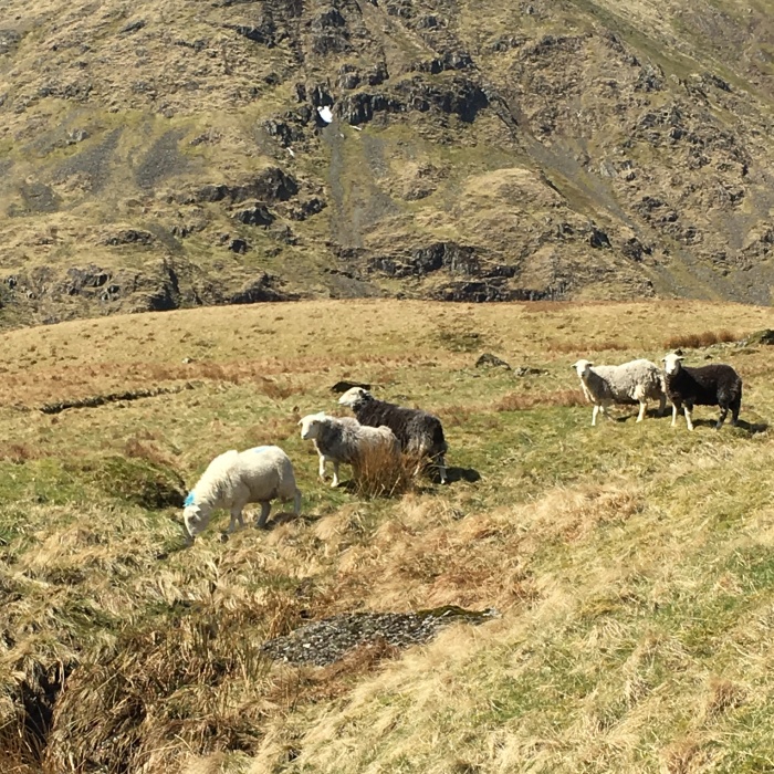 Sheep at Kepple Cove Lake District
