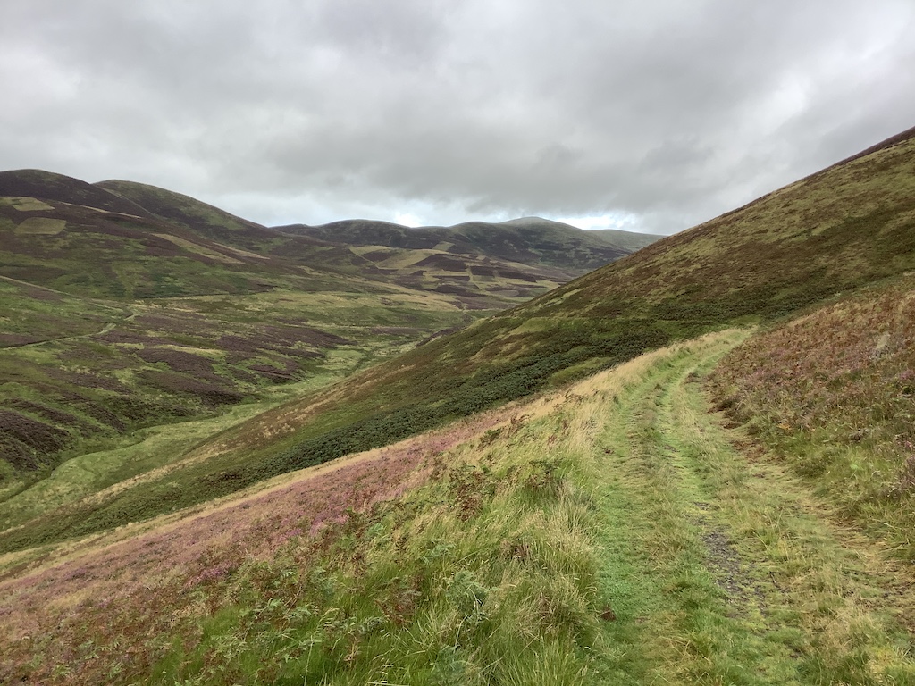Sitka at Stobo Hope - John Buchan Way