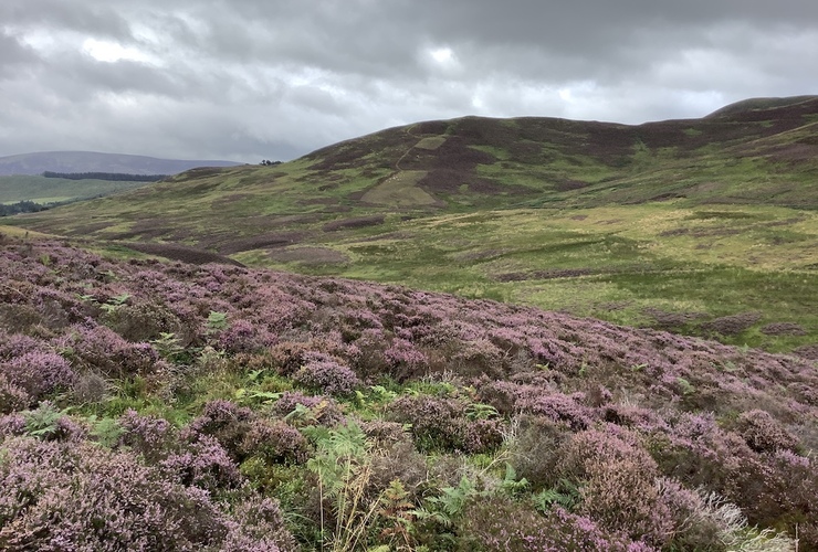 Sitka at Stobo Hope - heather moorland