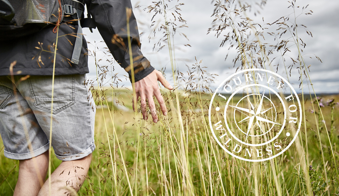 Journey for Wildness - summer grass