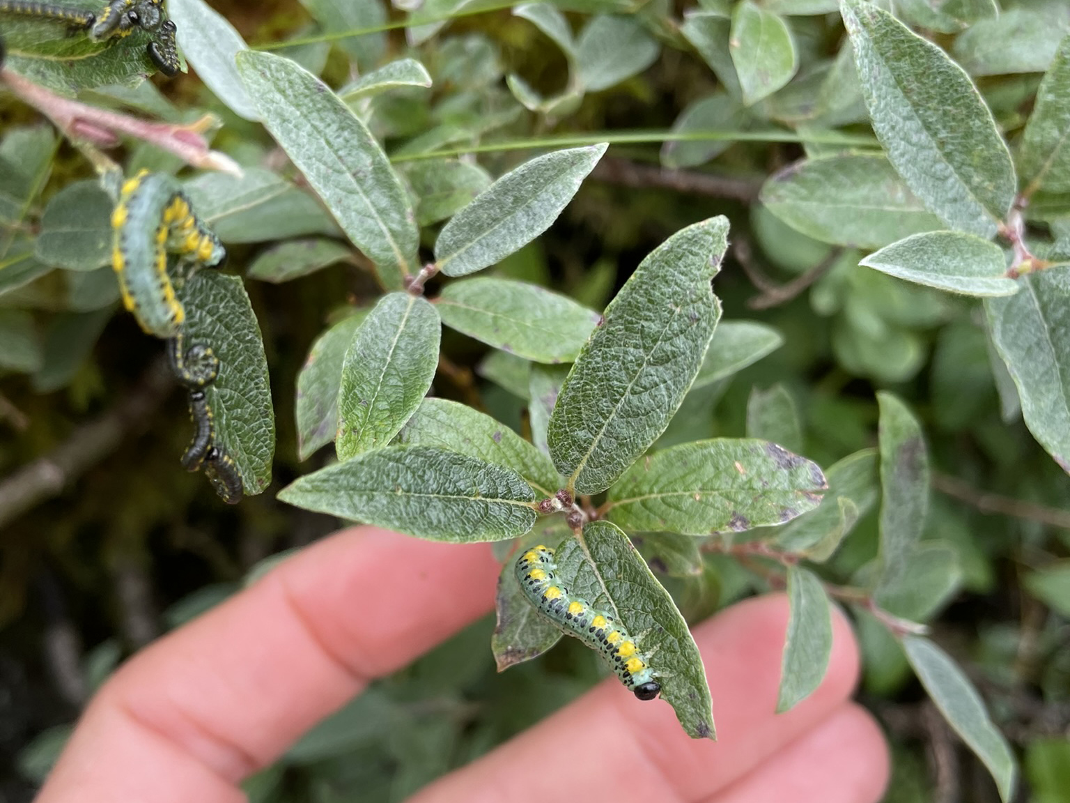 NNN survey of sawfly on downy willow Aug24