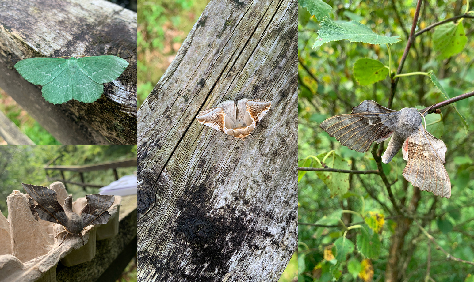 Moths trapped at Thirlmere Aug24