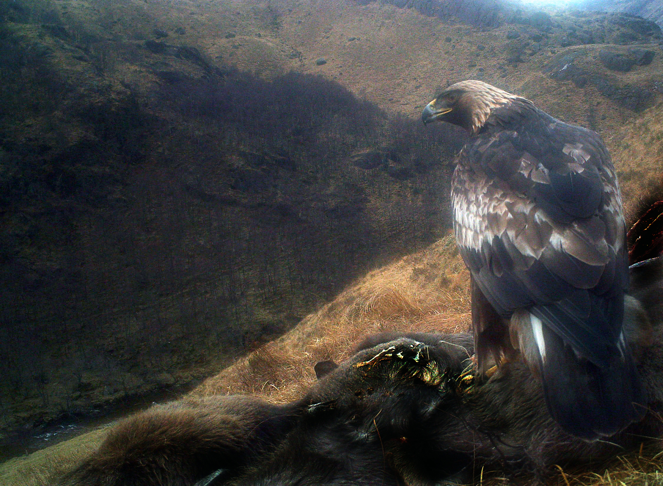 Golden eagle on deer carcas in Glen Nevis