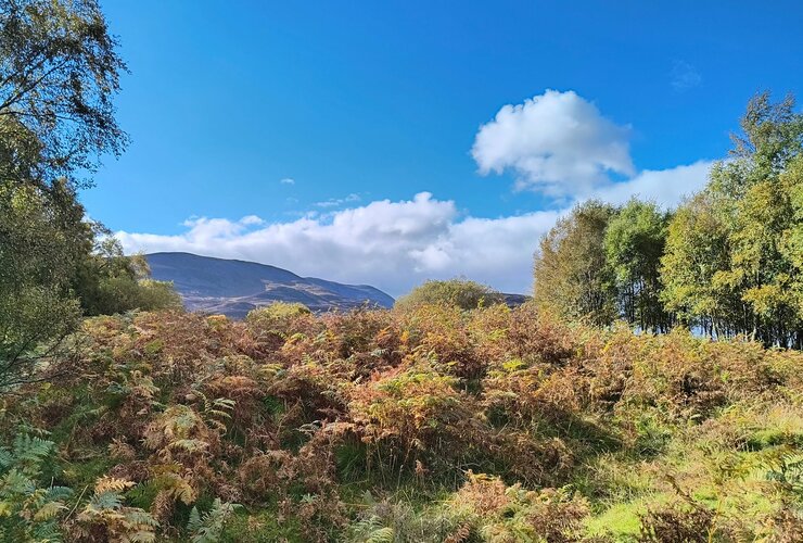 Schiehallion from Braes of Foss woodland 