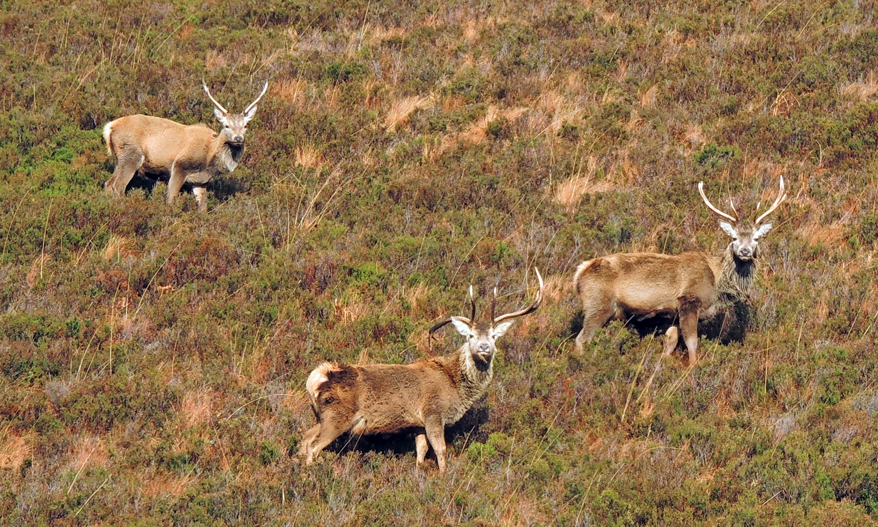 Red deer on Quinag hillside
