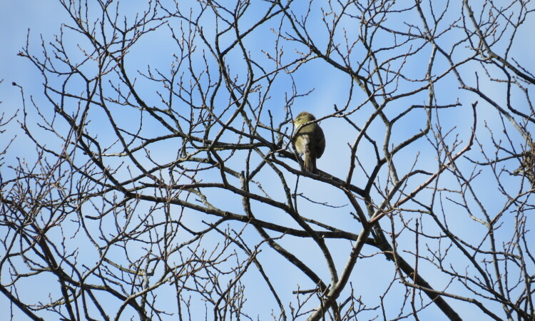 Willow warbler by Liz Auty