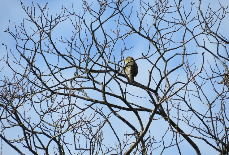 Willow warbler