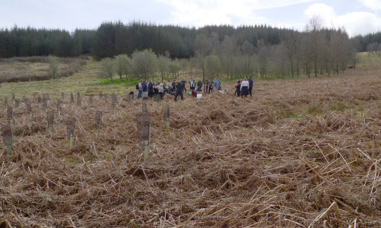 Phoenix Futures at Glenlude