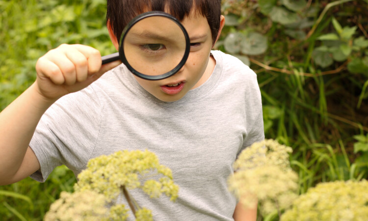 Magnifying flowers