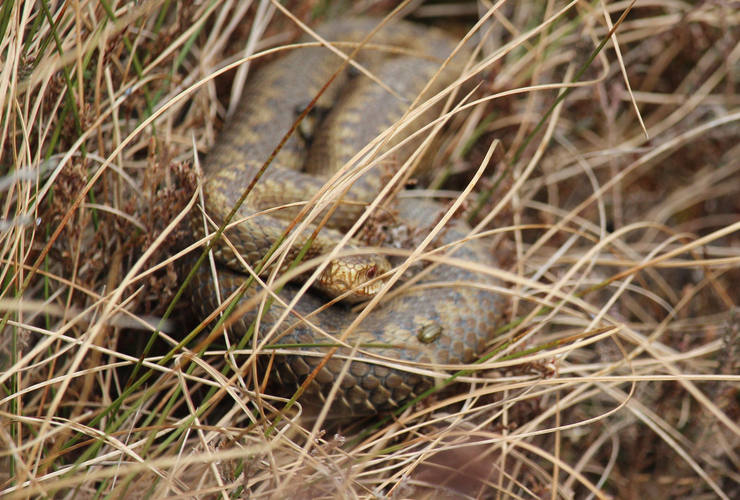 Female adder with heather beetle at Glenude