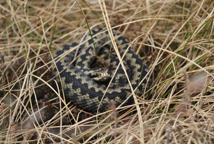 Male adder at Glenlude