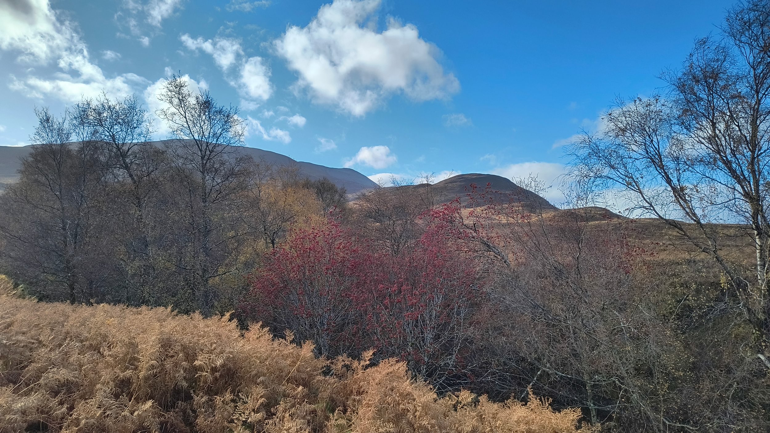 Schiehallion and trees TC2
