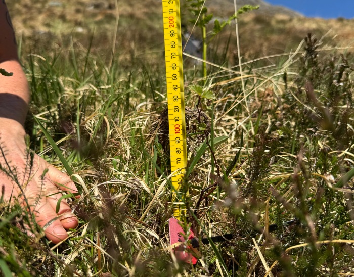 Monitoring at Nevis
