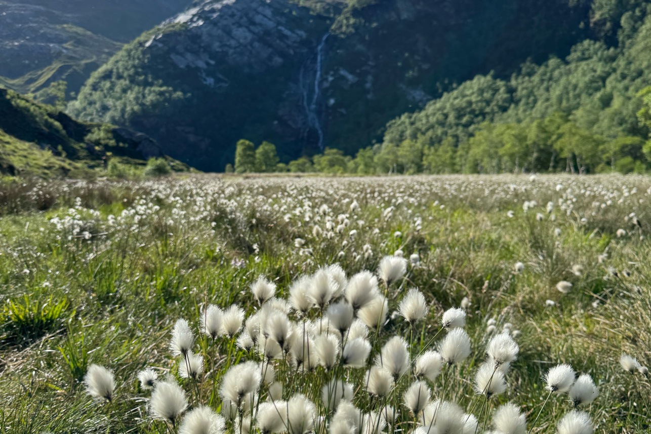 Cotton grass at Nevis
