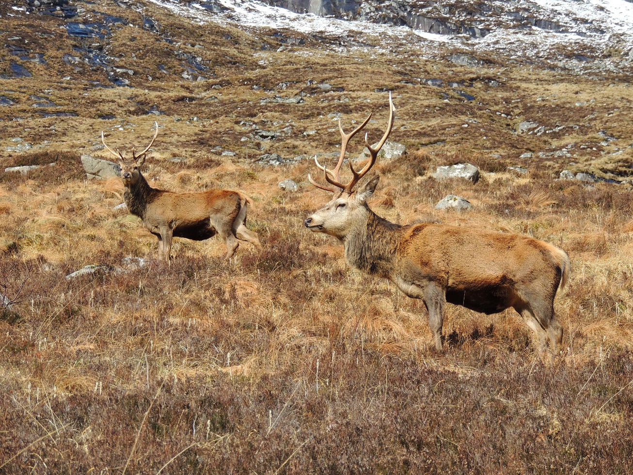 Red deer at Nevis