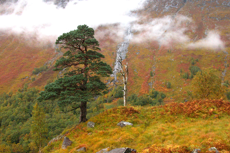 Two pines at Nevis
