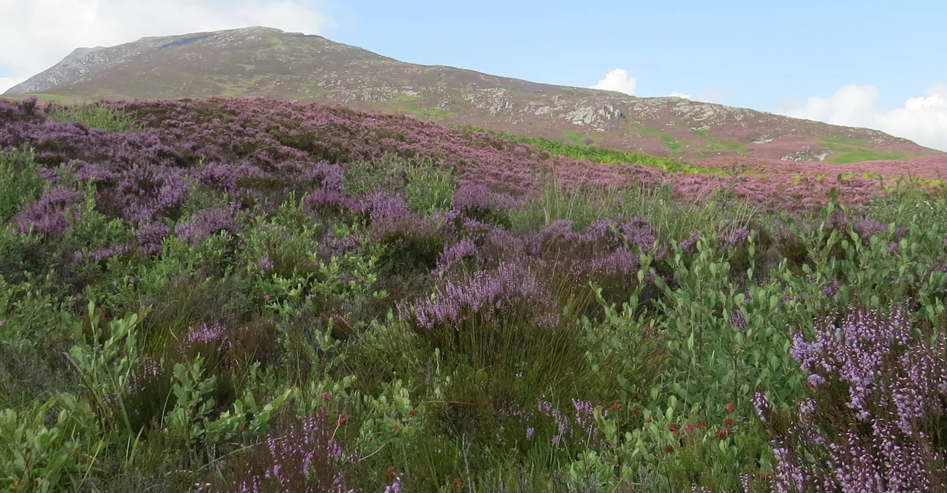 Mountain Woodland Appeal - regenerating willow 