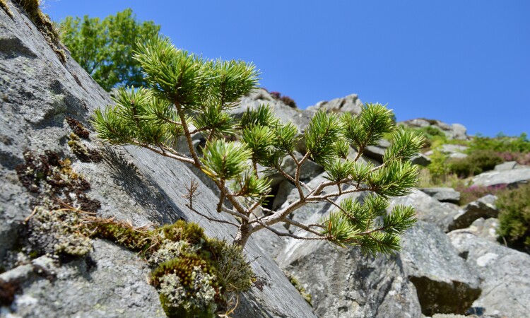 Mountain Woodland Appeal - Scots pine at Schiehallion