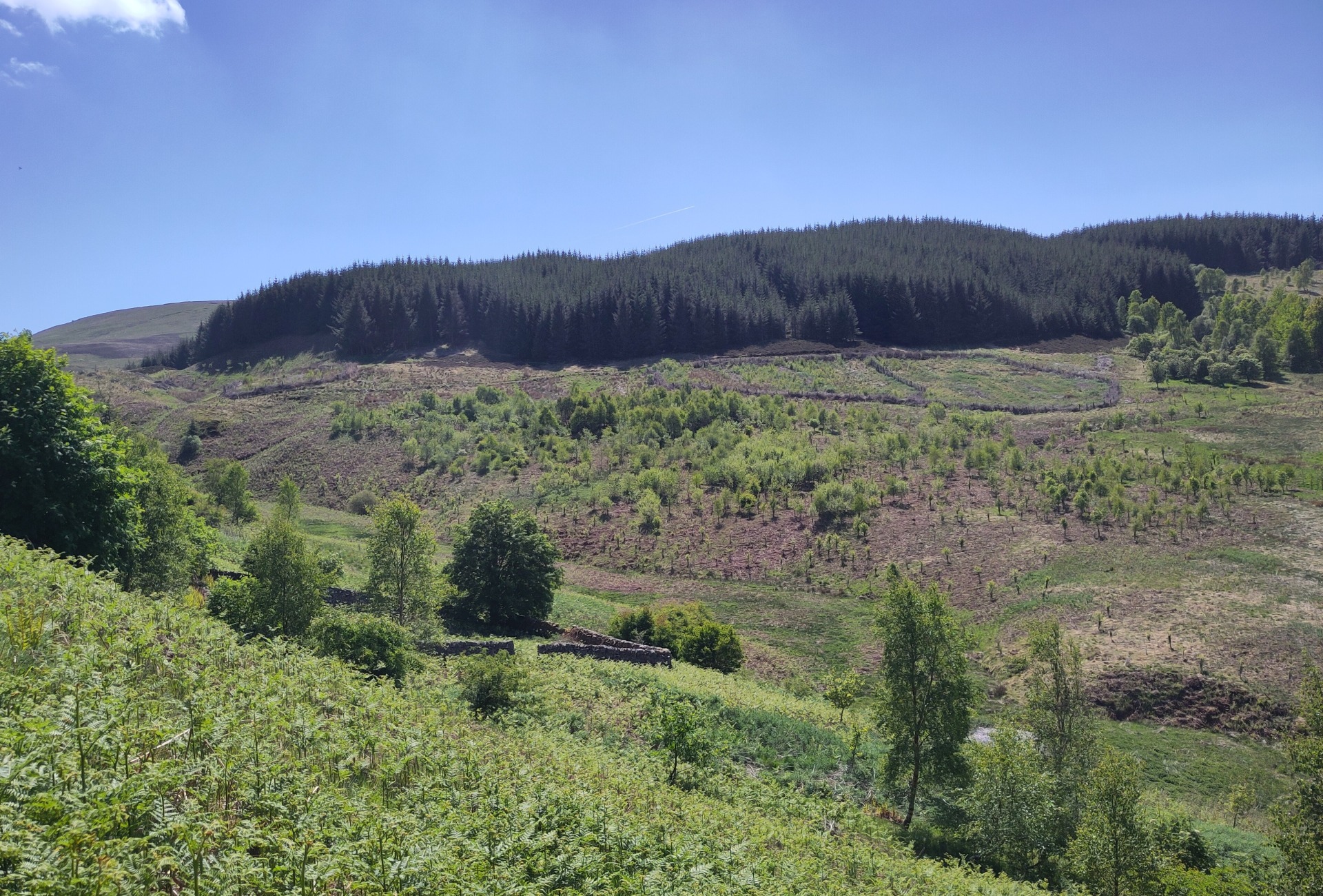 Recovery through nature - the Phoenix Forest at Glenlude