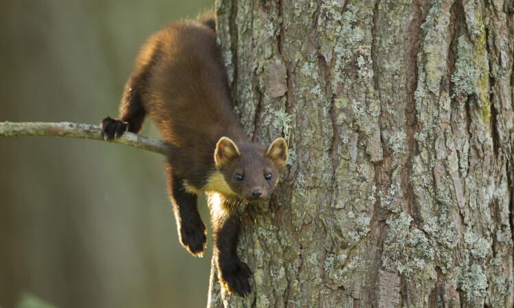 pine marten
