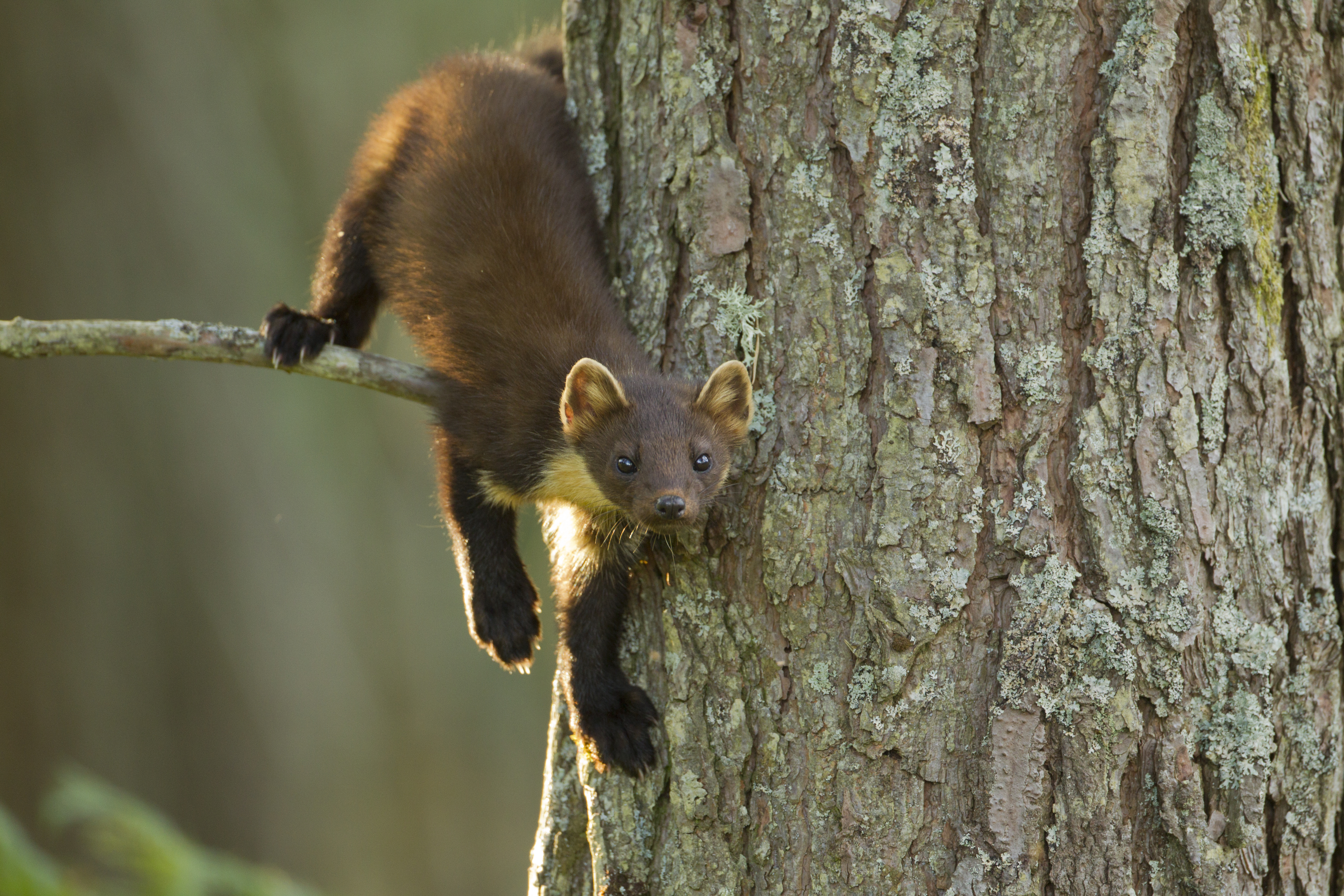 pine marten