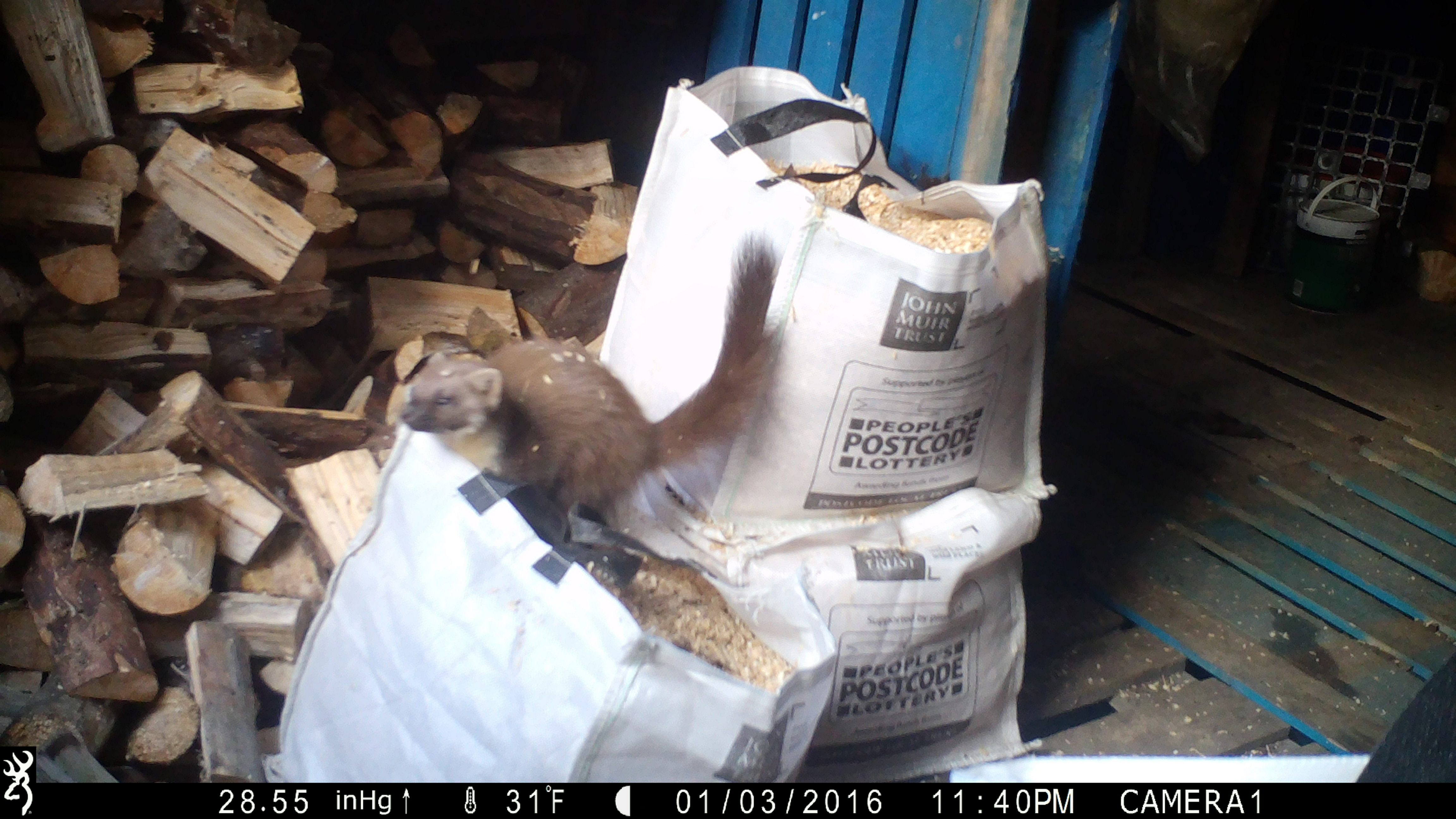 pine marten at Glenlude