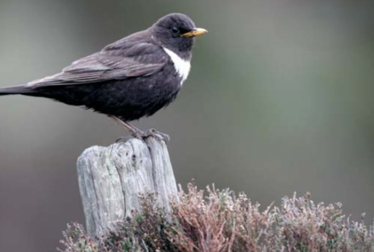 ring ouzel