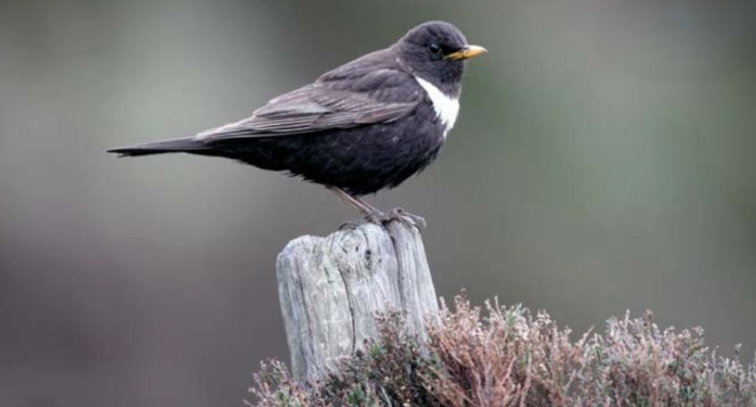 ring ouzel