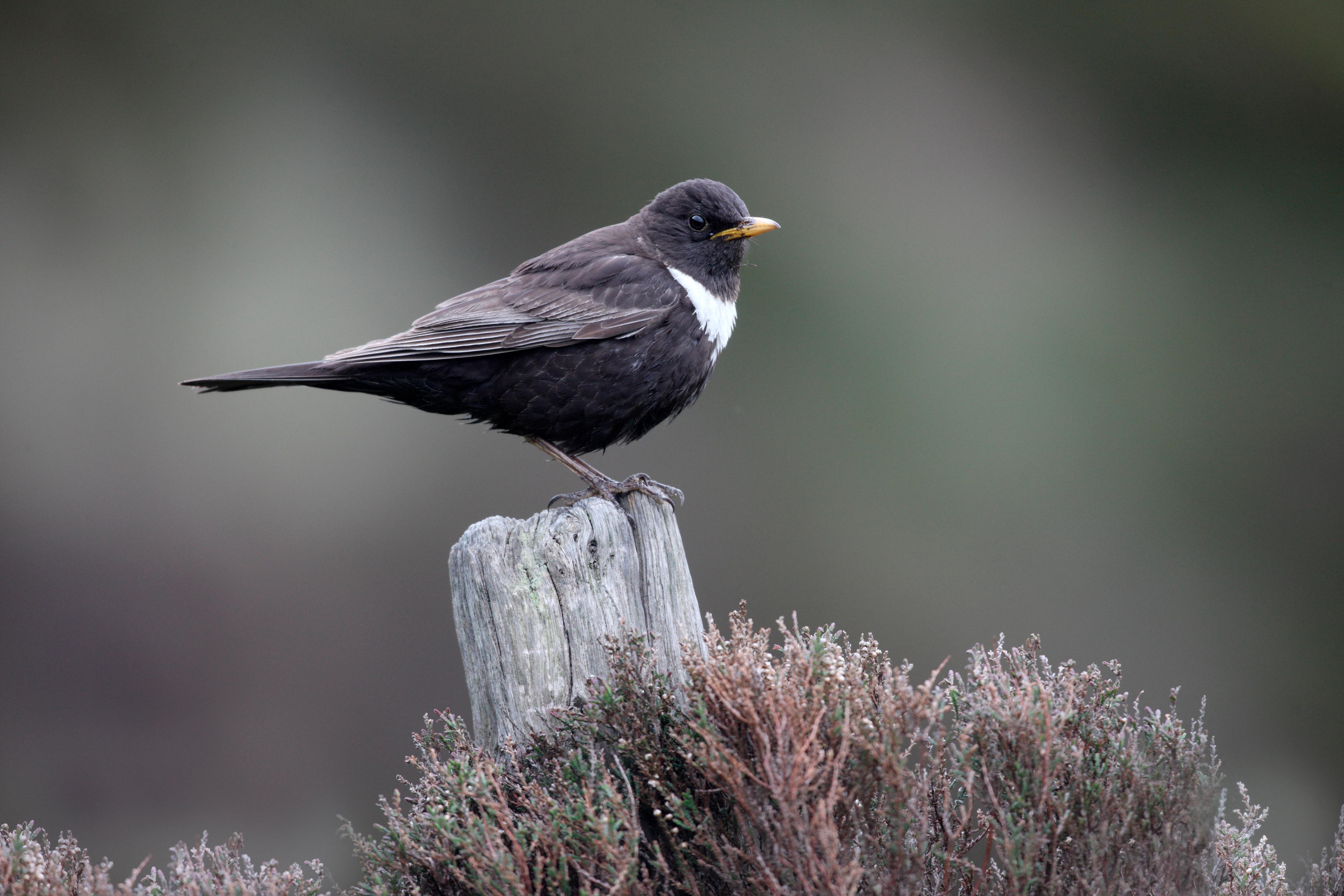 ring ouzel