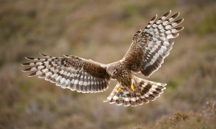 hen harrier