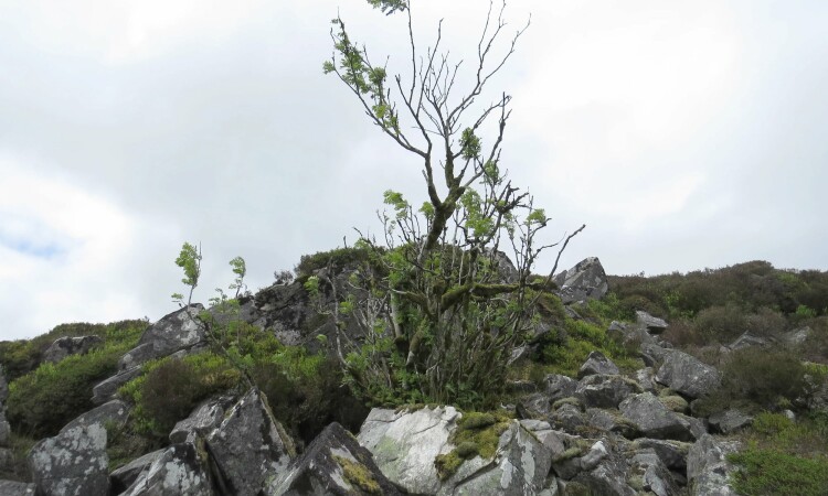 Browed willow