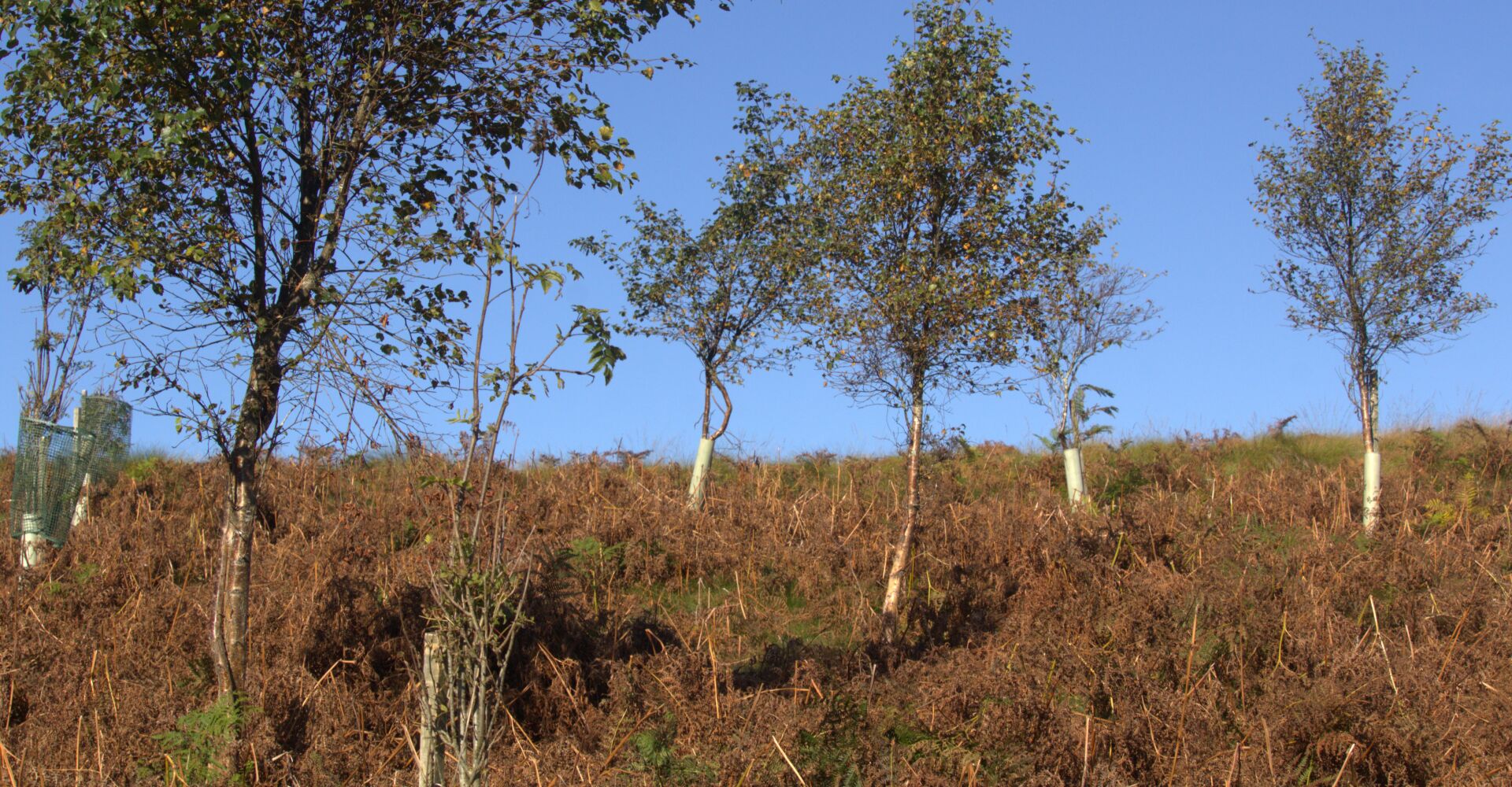 Green Team wild wood at Glenlude
