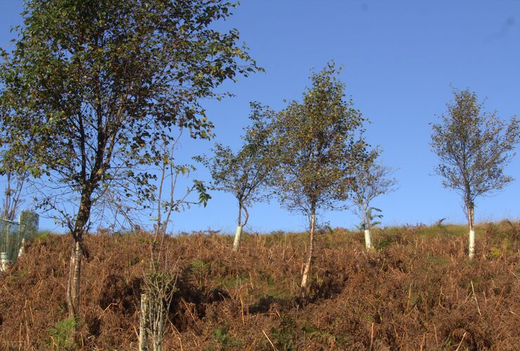 Green Team wild wood at Glenlude