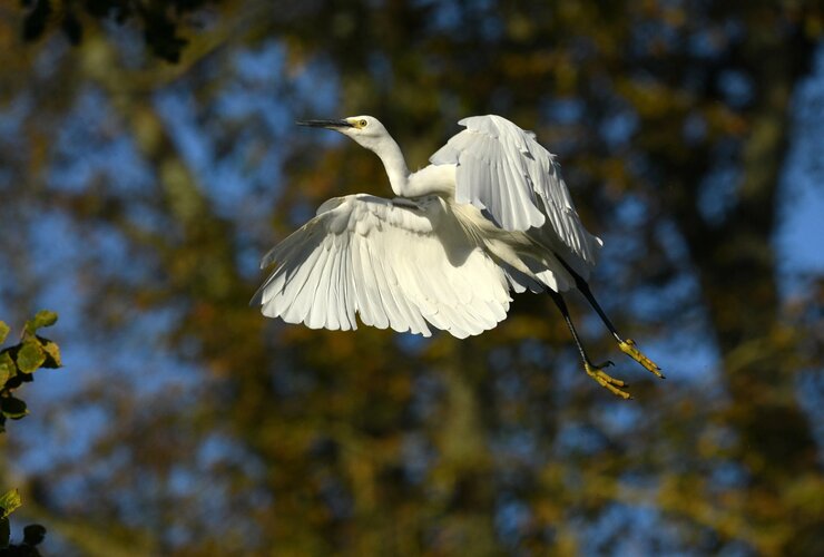 Little egret by Les Ward