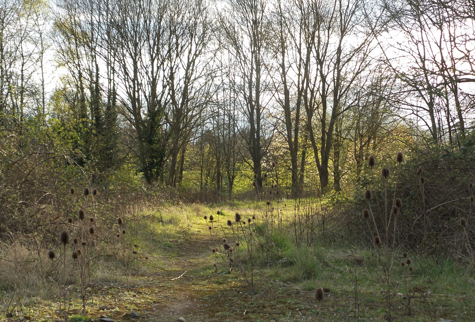 Charterhouse - Les Ward