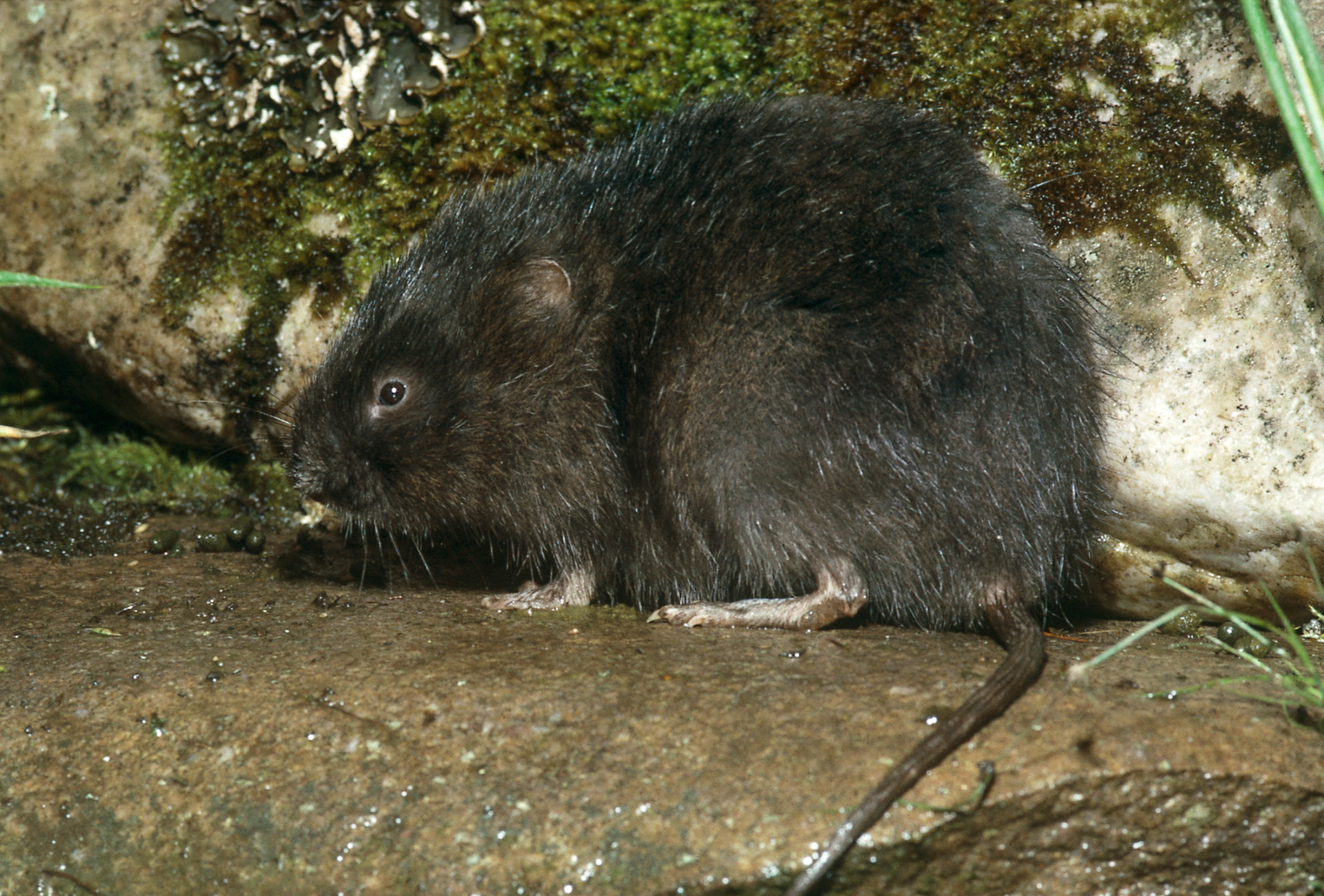 Water vole by Dick Balharry