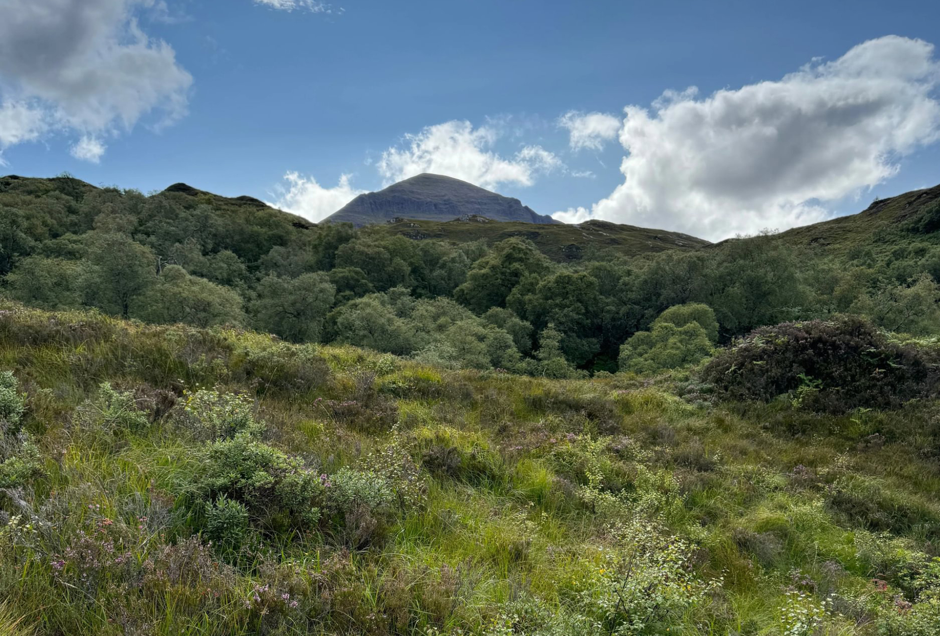 Ardvar woodlands near Quinag
