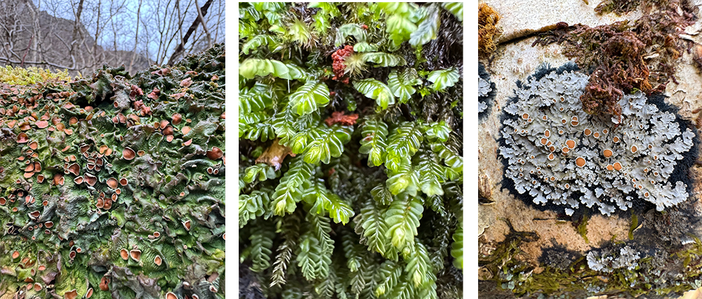 Fort William Mountain Festival 2026 - rainforest walk