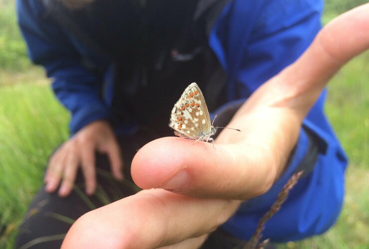 Northern Brown Argus spotted at Glenlude Bioblitz