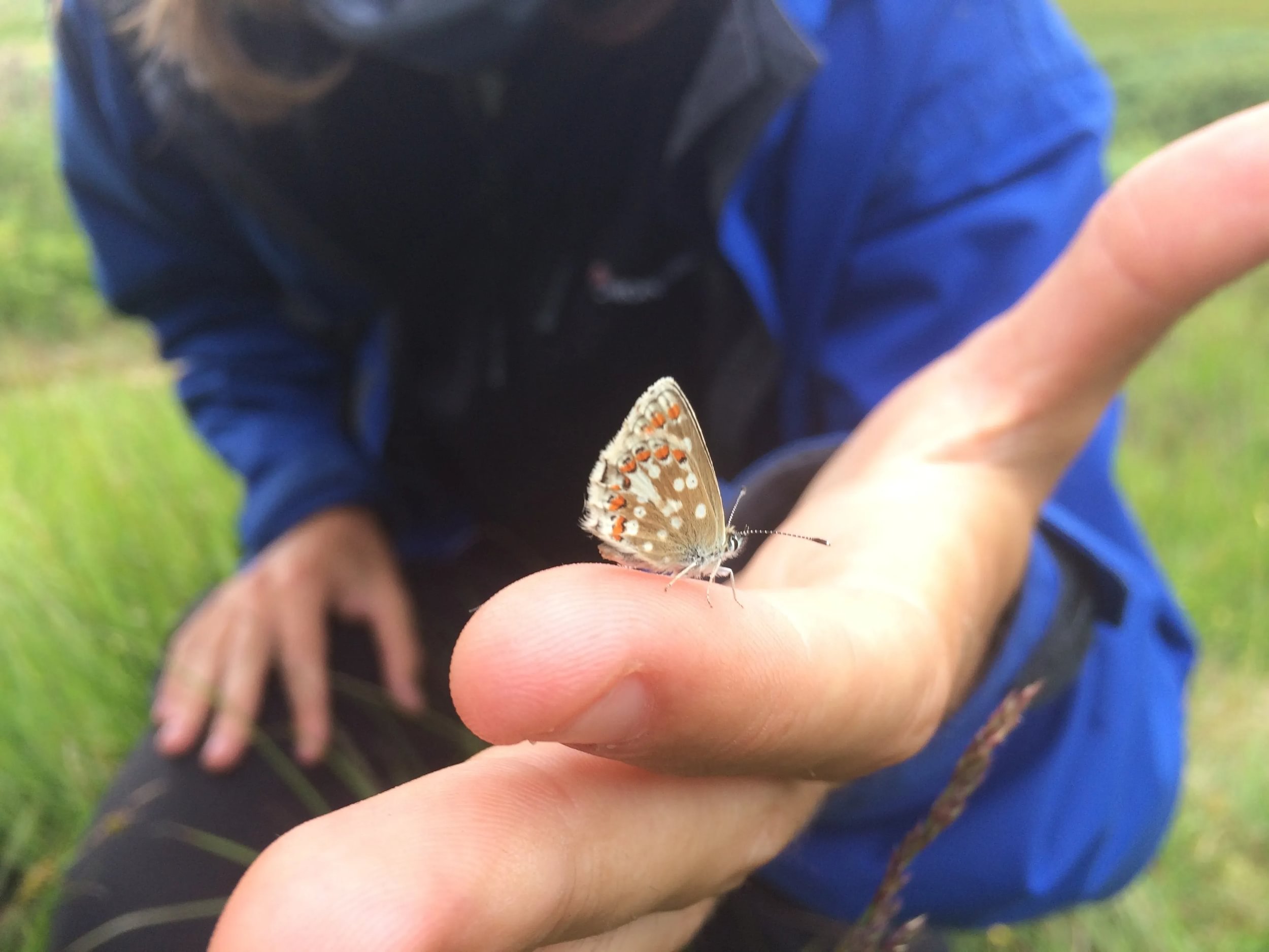 Northern Brown Argus spotted at Glenlude Bioblitz