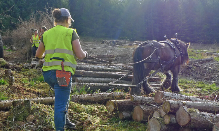 Horse logging at Glenlude