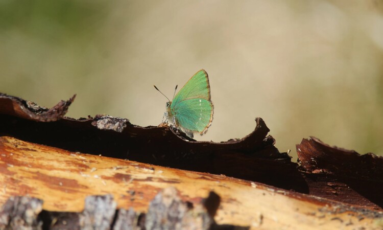 Green hairstreak butterfly at Glenlude