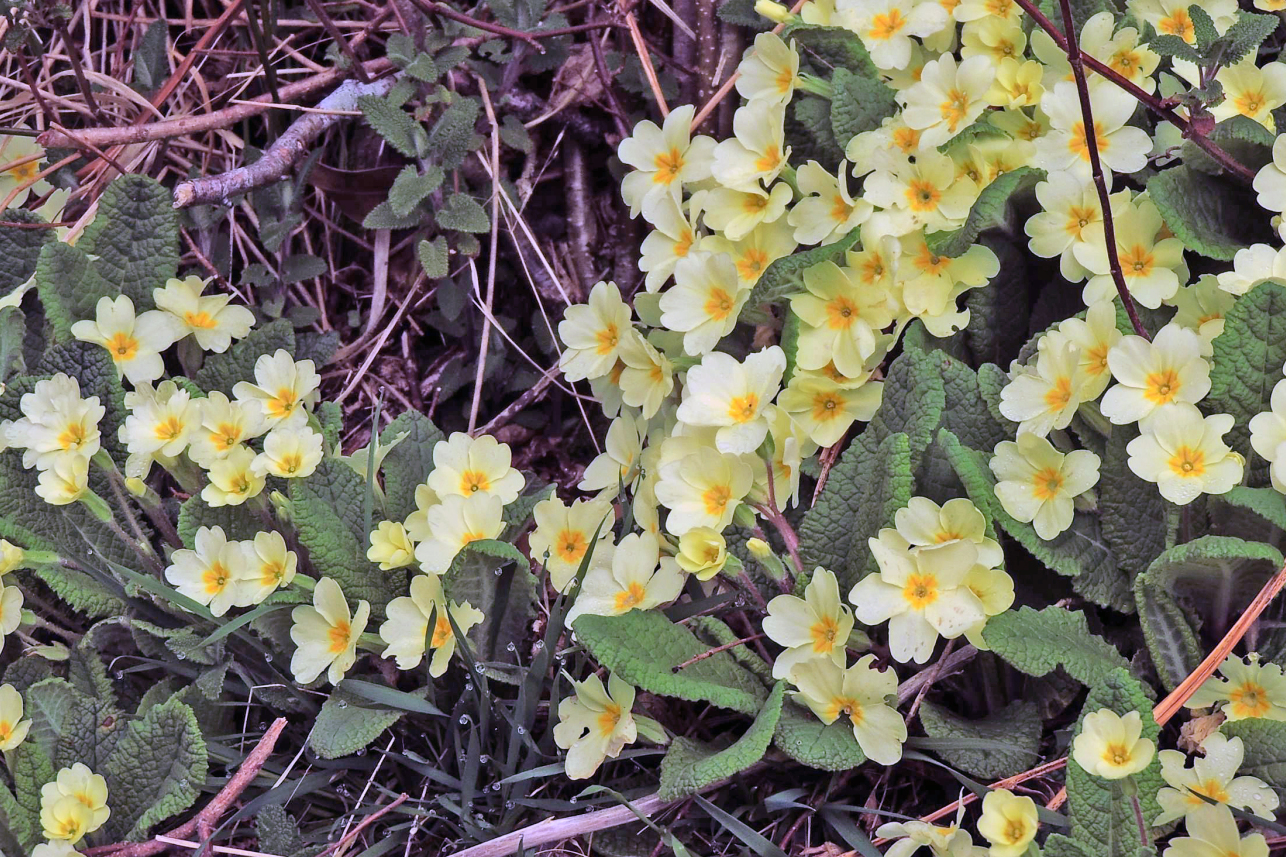 Primroses on Quinag