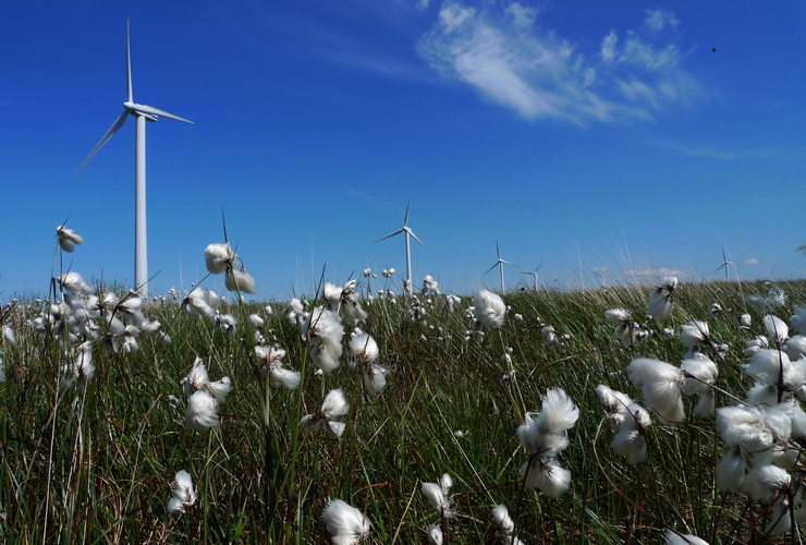 Wind turbines and cotton grass