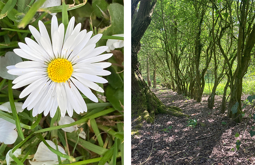 CHP guided photography walk April 26