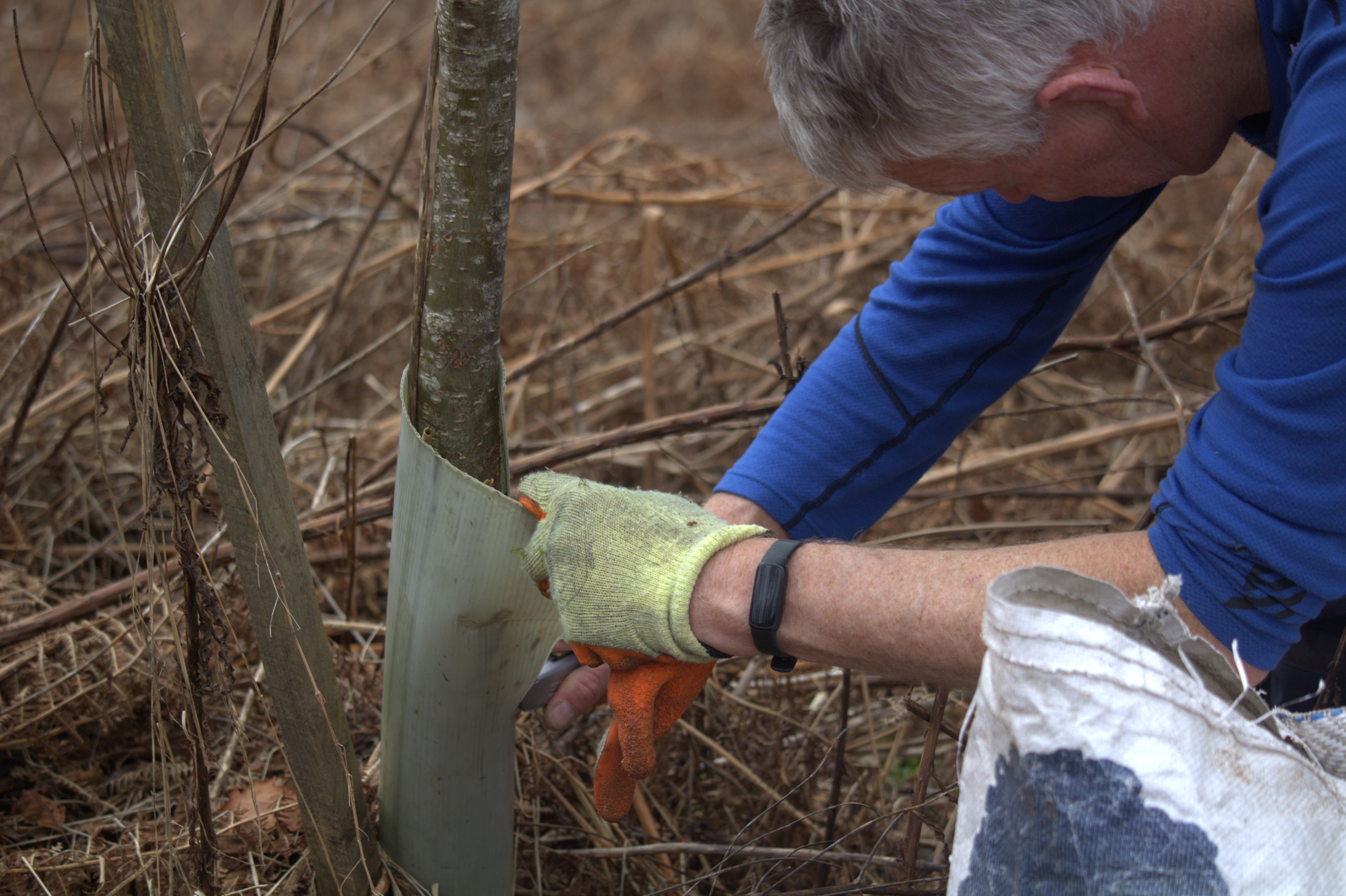 Tree maintenance at Glenlude