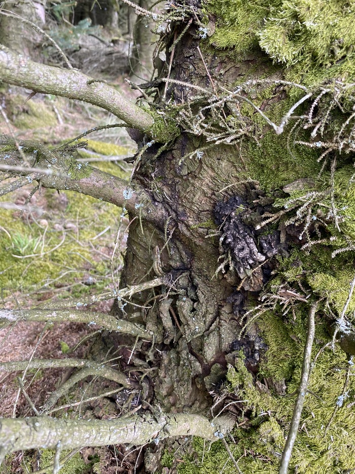 bark