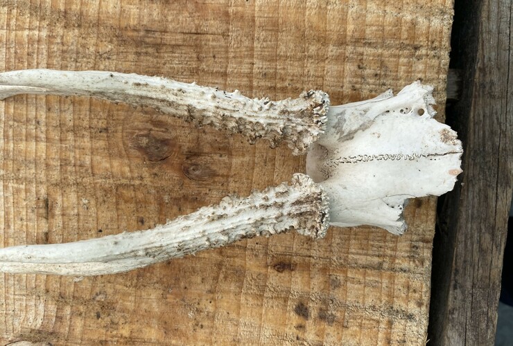 skulls